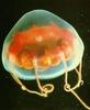 Jellyfish  - Genus Nausithoe