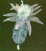 Jellyfish  - Physophora hydrostatica