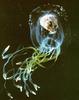 Jellyfish  - Calycopsis typa