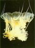 Jellyfish  - Lion's mane jellyfish, Cyanea capillata