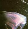Jellyfish  - Beroe porskallia