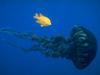 Jellyfish  and Yellow Tang