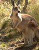 Kangaroo