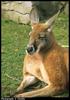 Red Kangaroo