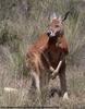 Red Kangaroo