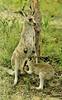 Kangaroo  mother nursing young