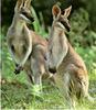 Kangaroos