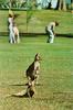 Kangaroos  in golf field