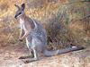 Kangaroo