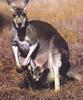 Kangaroos  mother and baby in pouch
