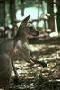 Kangaroo  - San Diego Zoo