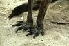 Kangaroo  feet - San Diego Zoo