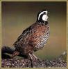 Northern Bobwhite (Colinus virginianus)