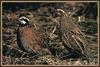 Northern Bobwhite (Colinus virginianus)  pair