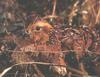 Northern Bobwhite (Colinus virginianus)  female