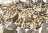 Fur seal colony