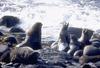 Fur seal colony