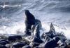 Fur seal family