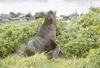 Fur seal on shore