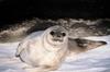 Baby Seal