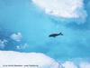 Seal - From the Arctic