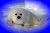 Baby Harp Seal