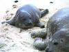 Baby Seal