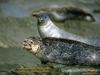 Spotted Seals -- spotted seal (Phoca largha)