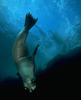 Seal hunting