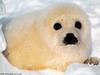 Baby Harp Seal