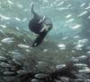 Seal hunting fishes