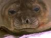 Baby Seal