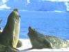 Seals