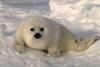 Baby Harp Seal