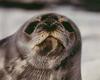 Seal face