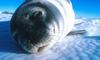 Seal face