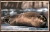 Bearded Seal (Erignathus barbatus) on iceberg