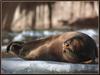 Bearded Seal (Erignathus barbatus) on ice