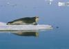 Bearded Seal (Erignathus barbatus)