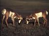 Pronghorn Antelopes (Antilocapra americana)