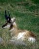 Pronghorn Antelope (Antilocapra americana)