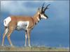 Pronghorn Antelope (Antilocapra americana)