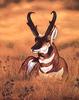 Pronghorn Antelope (Antilocapra americana)