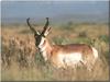 Pronghorn Antelope (Antilocapra americana)