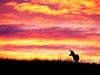 Pronghorn Antelope (Antilocapra americana)