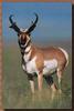 Pronghorn Antelope (Antilocapra americana)