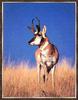 Pronghorn Antelope (Antilocapra americana)