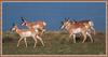 Pronghorn Antelopes (Antilocapra americana)