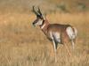 Pronghorn Antelope (Antilocapra americana)
