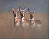 Pronghorn Antelopes (Antilocapra americana)